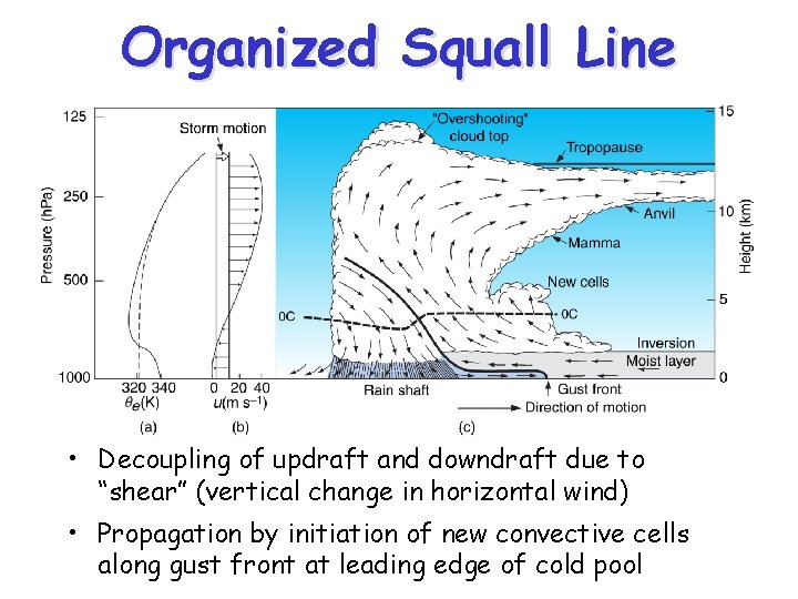 Organized Squall Line • Decoupling of updraft and downdraft due to “shear” (vertical change