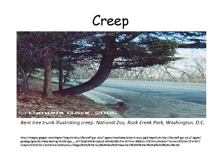 Creep Bent tree trunk illustrating creep. National Zoo, Rock Creek Park, Washington, D. C.