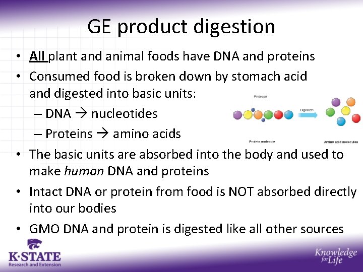 GE product digestion • All plant and animal foods have DNA and proteins •