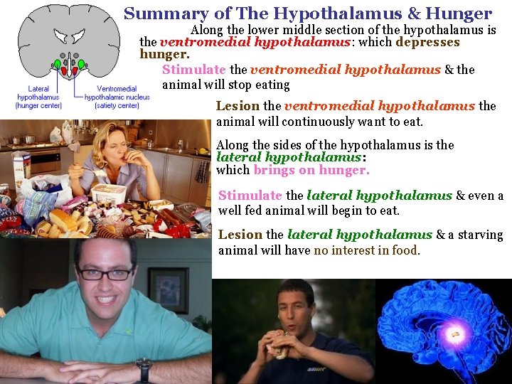 Summary of The Hypothalamus & Hunger Along the lower middle section of the hypothalamus