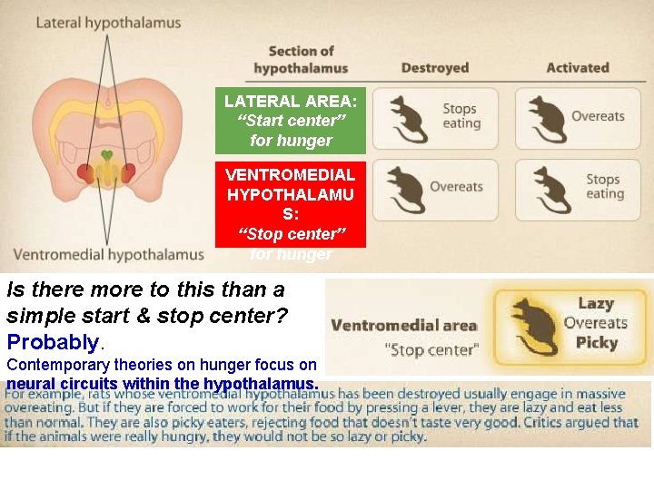 LATERAL AREA: “Start center” for hunger VENTROMEDIAL HYPOTHALAMU S: “Stop center” for hunger Is