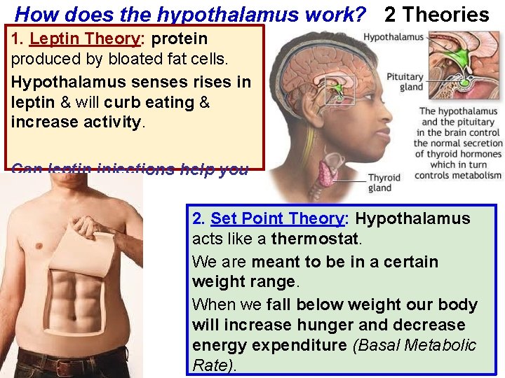 How does the hypothalamus work? 2 Theories 1. Leptin Theory: protein produced by bloated