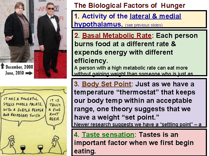 The Biological Factors of Hunger 1. Activity of the lateral & medial hypothalamus. (see