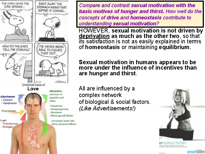Compare and contrast sexual motivation with the basic motives of hunger and thirst. How