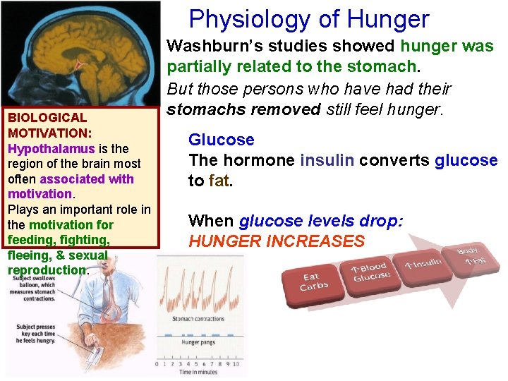 Physiology of Hunger BIOLOGICAL MOTIVATION: Hypothalamus is the region of the brain most often