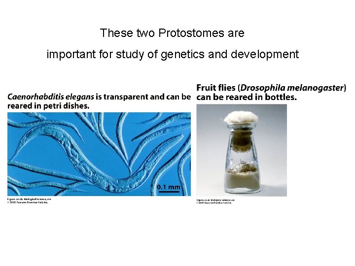 These two Protostomes are important for study of genetics and development 