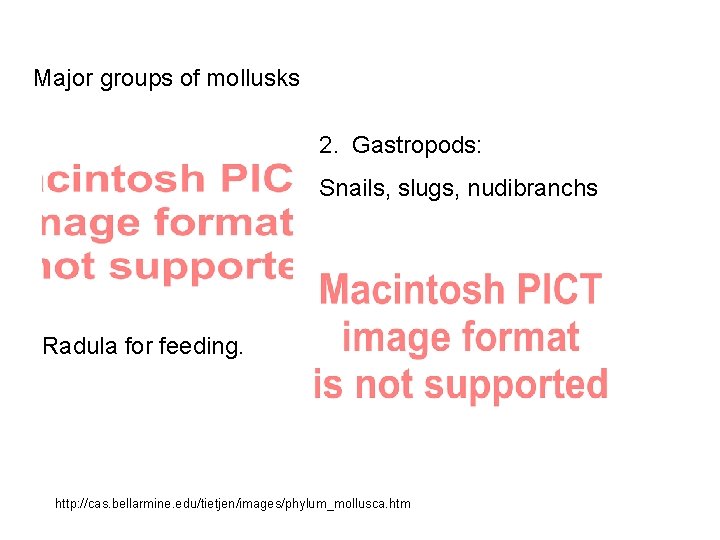 Major groups of mollusks 2. Gastropods: Snails, slugs, nudibranchs Radula for feeding. http: //cas.