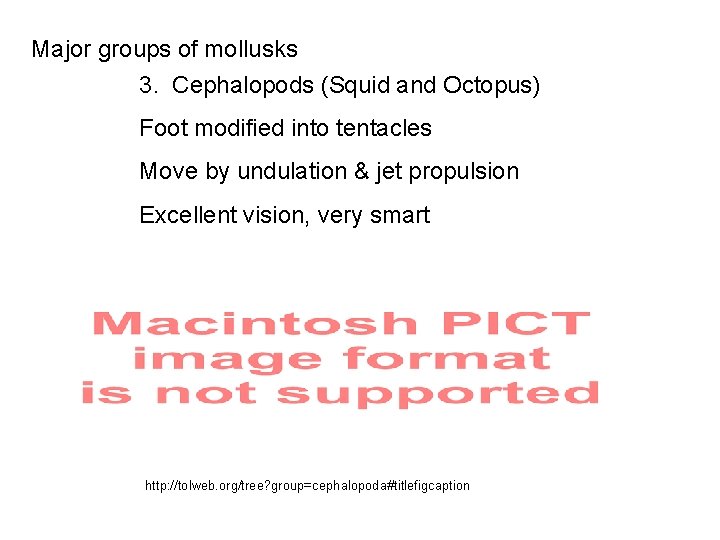 Major groups of mollusks 3. Cephalopods (Squid and Octopus) Foot modified into tentacles Move