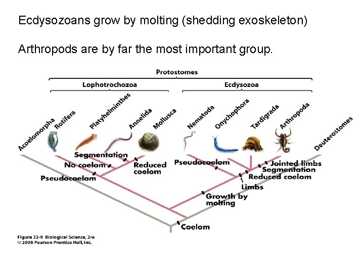 Ecdysozoans grow by molting (shedding exoskeleton) Arthropods are by far the most important group.