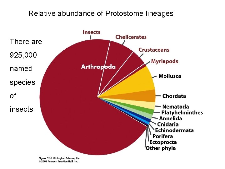 Relative abundance of Protostome lineages There are 925, 000 named species of insects 