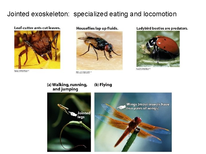 Jointed exoskeleton: specialized eating and locomotion 