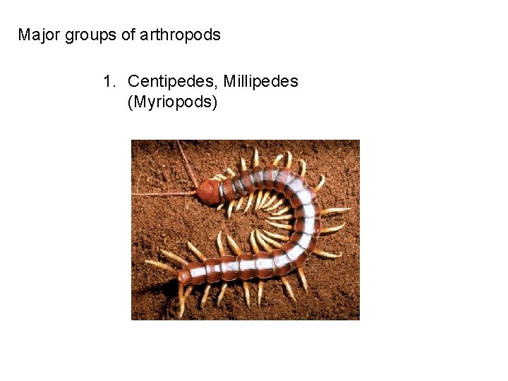 Major groups of arthropods 1. Centipedes, Millipedes (Myriopods) 