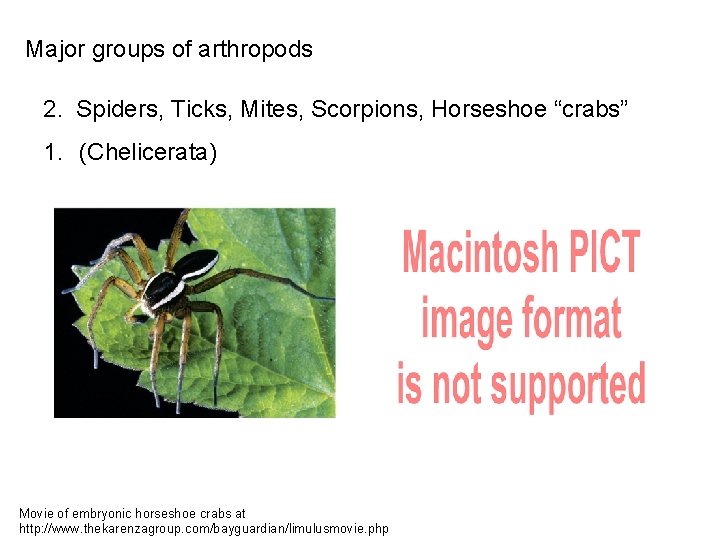 Major groups of arthropods 2. Spiders, Ticks, Mites, Scorpions, Horseshoe “crabs” 1. (Chelicerata) Movie