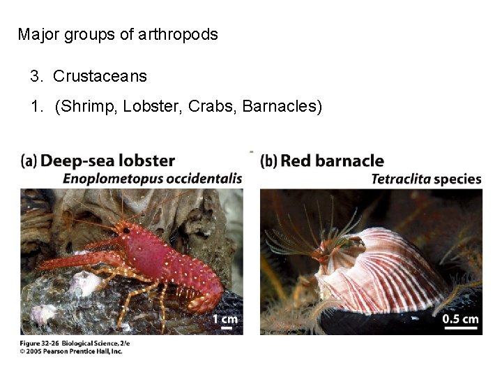 Major groups of arthropods 3. Crustaceans 1. (Shrimp, Lobster, Crabs, Barnacles) 