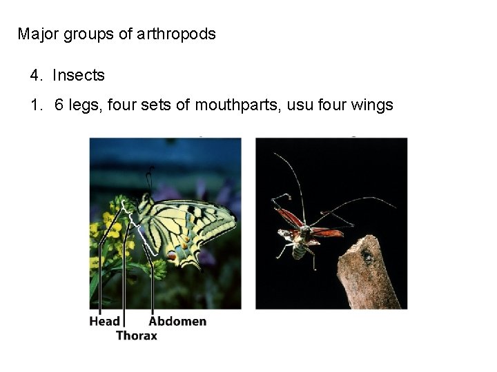 Major groups of arthropods 4. Insects 1. 6 legs, four sets of mouthparts, usu