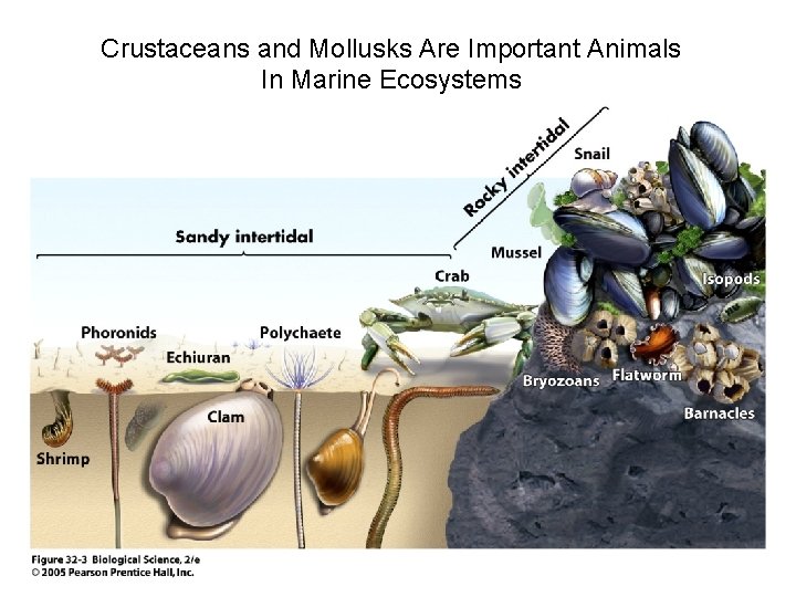 Crustaceans and Mollusks Are Important Animals In Marine Ecosystems 