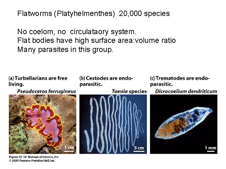 Flatworms (Platyhelmenthes) 20, 000 species No coelom, no circulataory system. Flat bodies have high