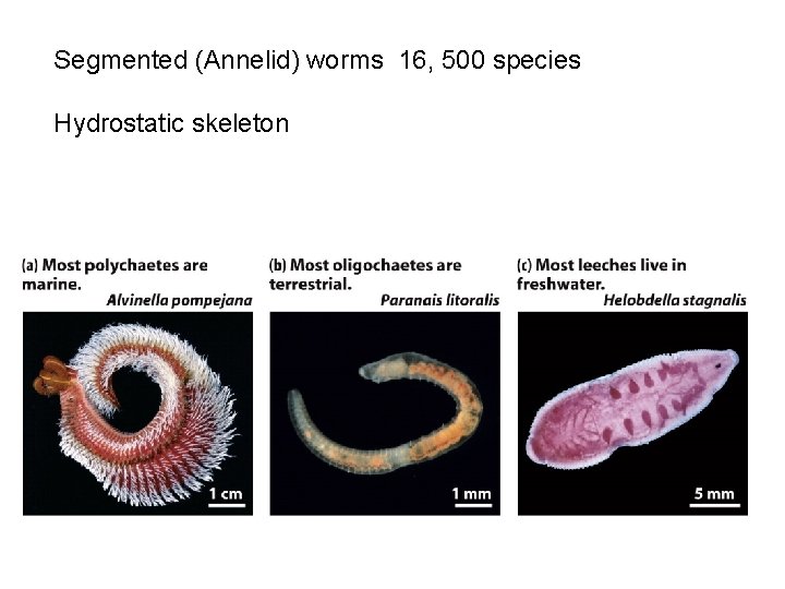 Segmented (Annelid) worms 16, 500 species Hydrostatic skeleton 