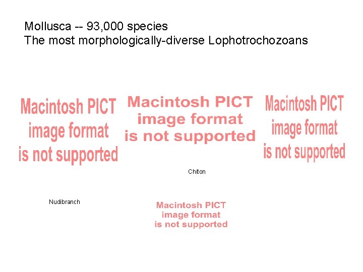 Mollusca -- 93, 000 species The most morphologically-diverse Lophotrochozoans Chiton Nudibranch 