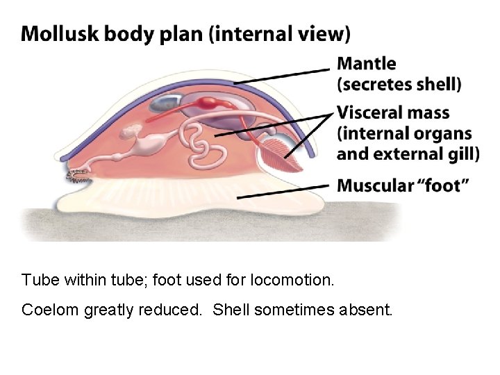 Tube within tube; foot used for locomotion. Coelom greatly reduced. Shell sometimes absent. 