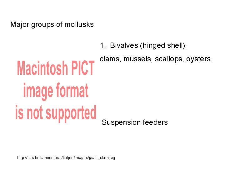 Major groups of mollusks 1. Bivalves (hinged shell): clams, mussels, scallops, oysters Suspension feeders