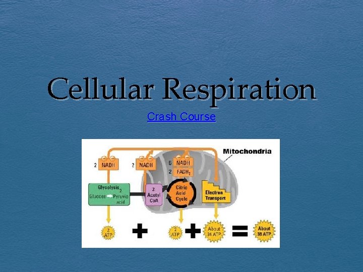 Cellular Respiration Crash Course 