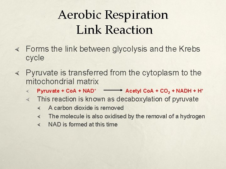 Aerobic Respiration Link Reaction Forms the link between glycolysis and the Krebs cycle Pyruvate