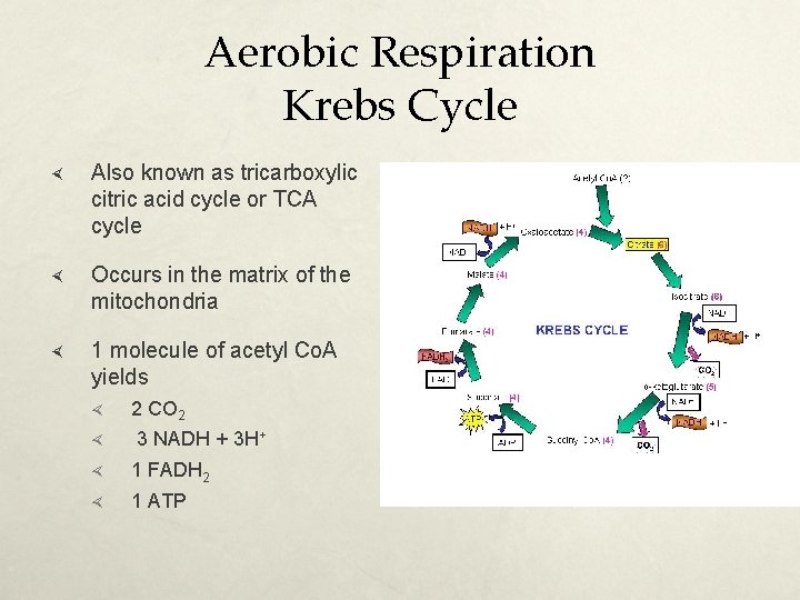 Aerobic Respiration Krebs Cycle Also known as tricarboxylic citric acid cycle or TCA cycle