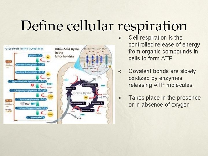 Define cellular respiration Cell respiration is the controlled release of energy from organic compounds