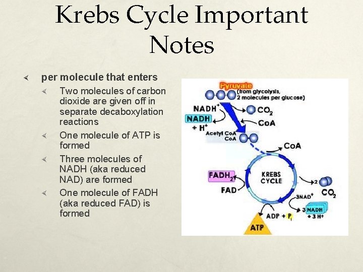 Krebs Cycle Important Notes per molecule that enters Two molecules of carbon dioxide are