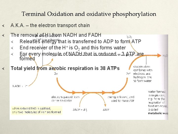 Terminal Oxidation and oxidative phosphorylation A. K. A. – the electron transport chain The