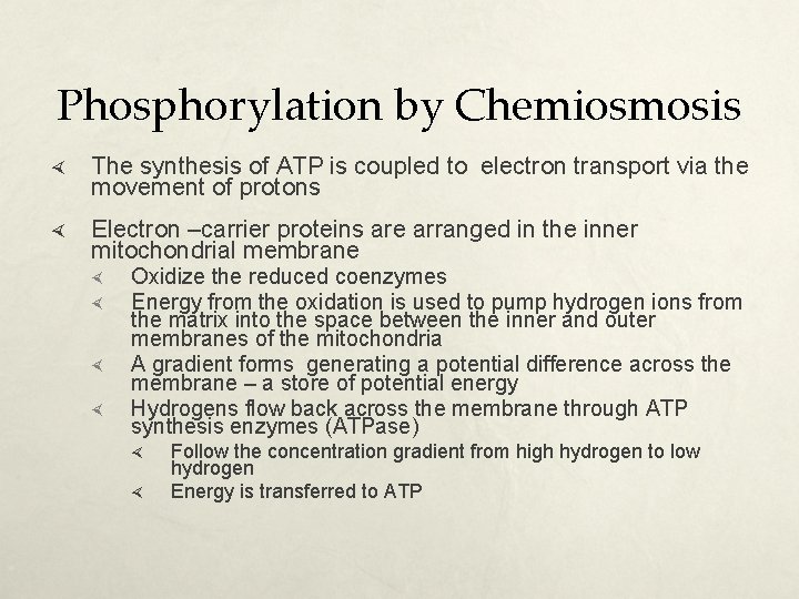 Phosphorylation by Chemiosmosis The synthesis of ATP is coupled to electron transport via the