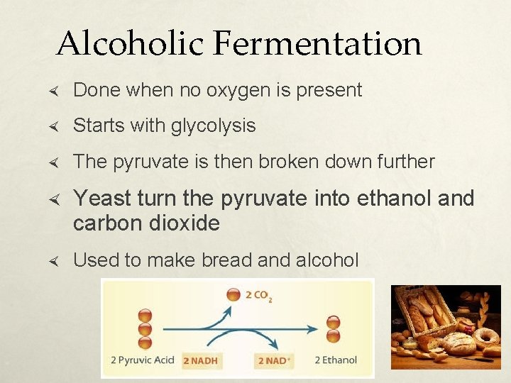 Alcoholic Fermentation Done when no oxygen is present Starts with glycolysis The pyruvate is