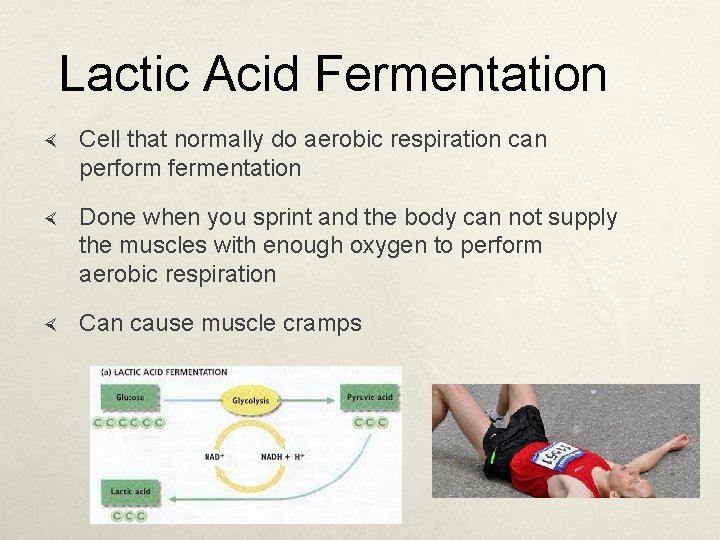 Lactic Acid Fermentation Cell that normally do aerobic respiration can perform fermentation Done when