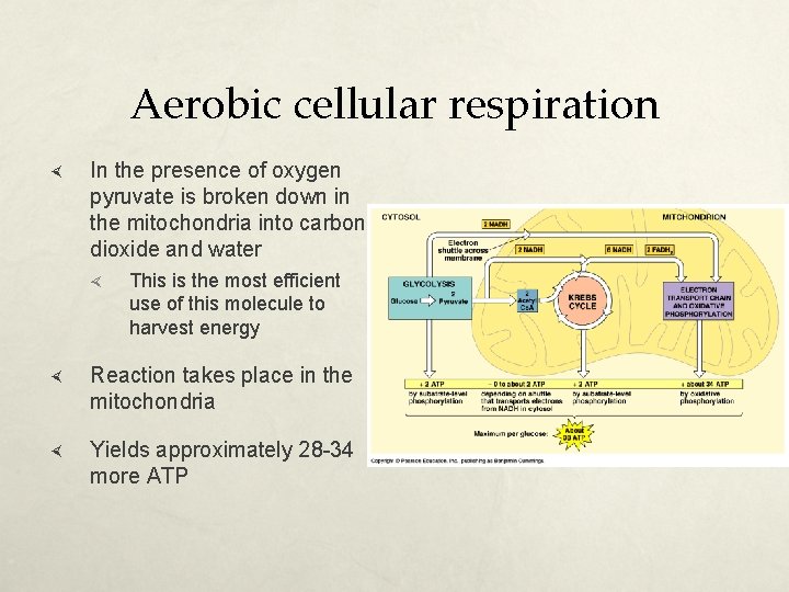 Aerobic cellular respiration In the presence of oxygen pyruvate is broken down in the