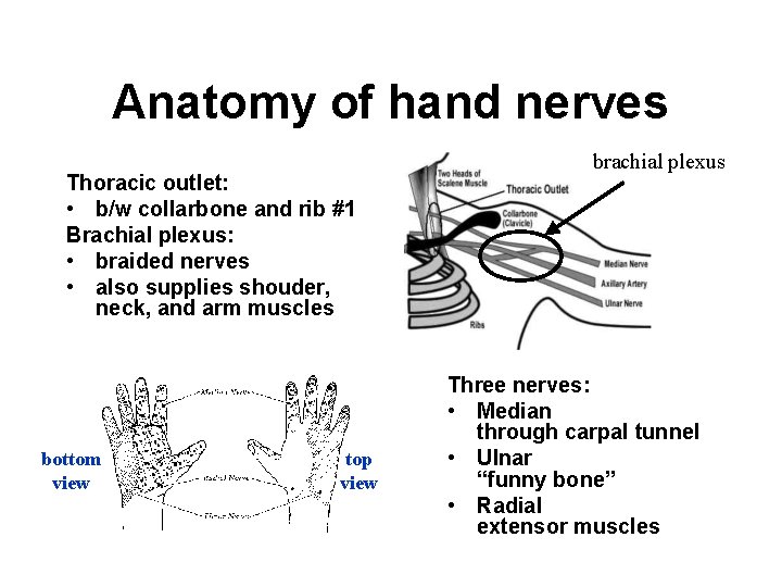 Anatomy of hand nerves Thoracic outlet: • b/w collarbone and rib #1 Brachial plexus: