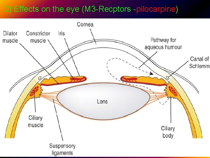 2) Effects on the eye (M 3 -Recptors -pilocarpine). . 