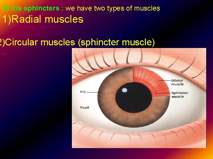 3) Iris sphincters : we have two types of muscles 1)Radial muscles 2)Circular muscles