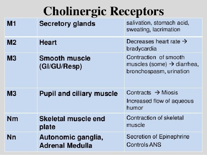 Cholinergic receptors. 