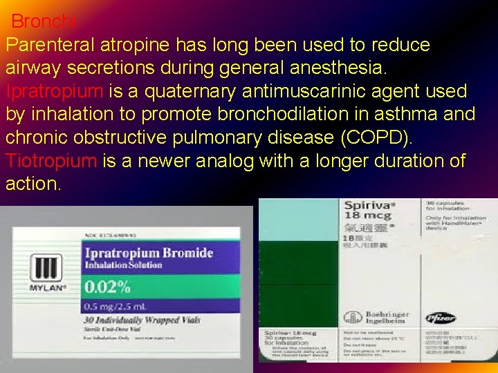 Bronchi Parenteral atropine has long been used to reduce airway secretions during general anesthesia.