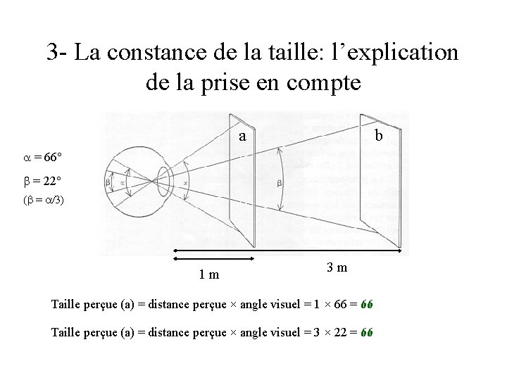 3 - La constance de la taille: l’explication de la prise en compte a