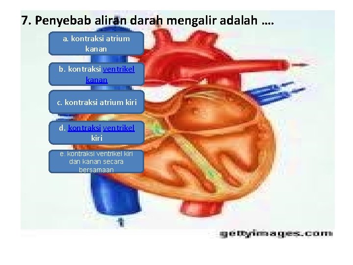 7. Penyebab aliran darah mengalir adalah …. a. kontraksi atrium kanan b. kontraksi ventrikel