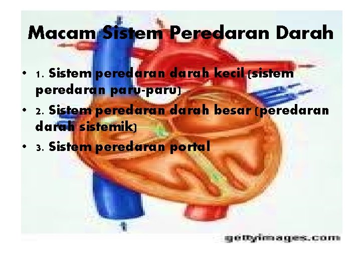 Macam Sistem Peredaran Darah • 1. Sistem peredaran darah kecil (sistem peredaran paru-paru) •