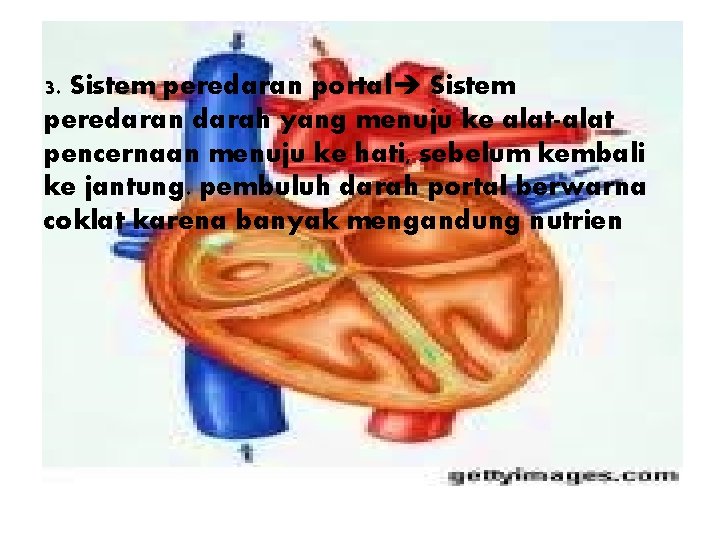 3. Sistem peredaran portal Sistem peredaran darah yang menuju ke alat-alat pencernaan menuju ke