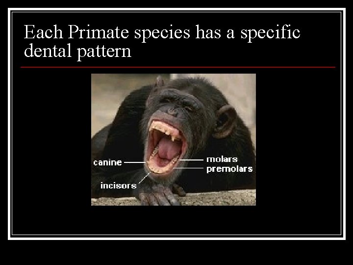 Each Primate species has a specific dental pattern 