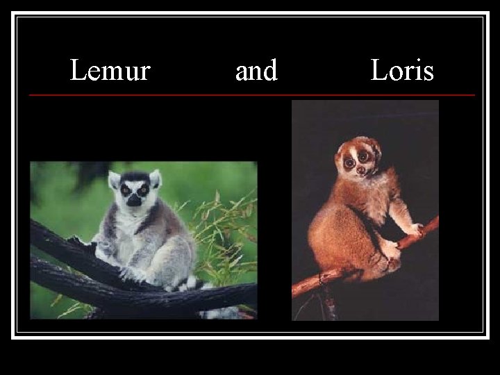 Lemur and Loris 
