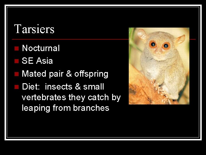 Tarsiers Nocturnal n SE Asia n Mated pair & offspring n Diet: insects &