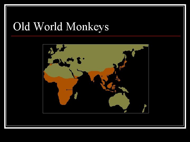 Old World Monkeys 