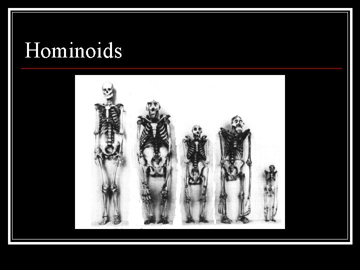 Hominoids 