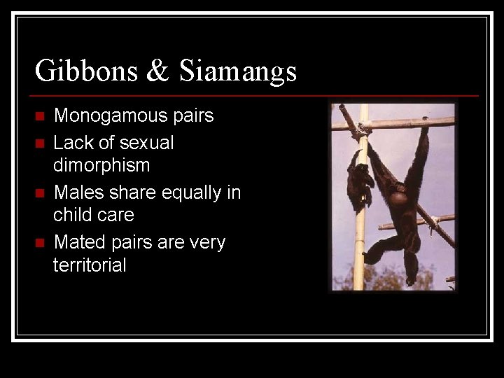 Gibbons & Siamangs n n Monogamous pairs Lack of sexual dimorphism Males share equally
